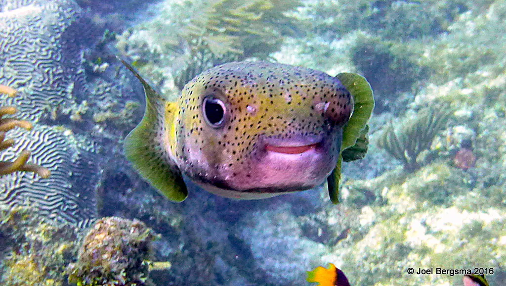 Underwater photograph by Joel Bergsma