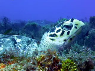 Underwater photograph by Joel Bergsma