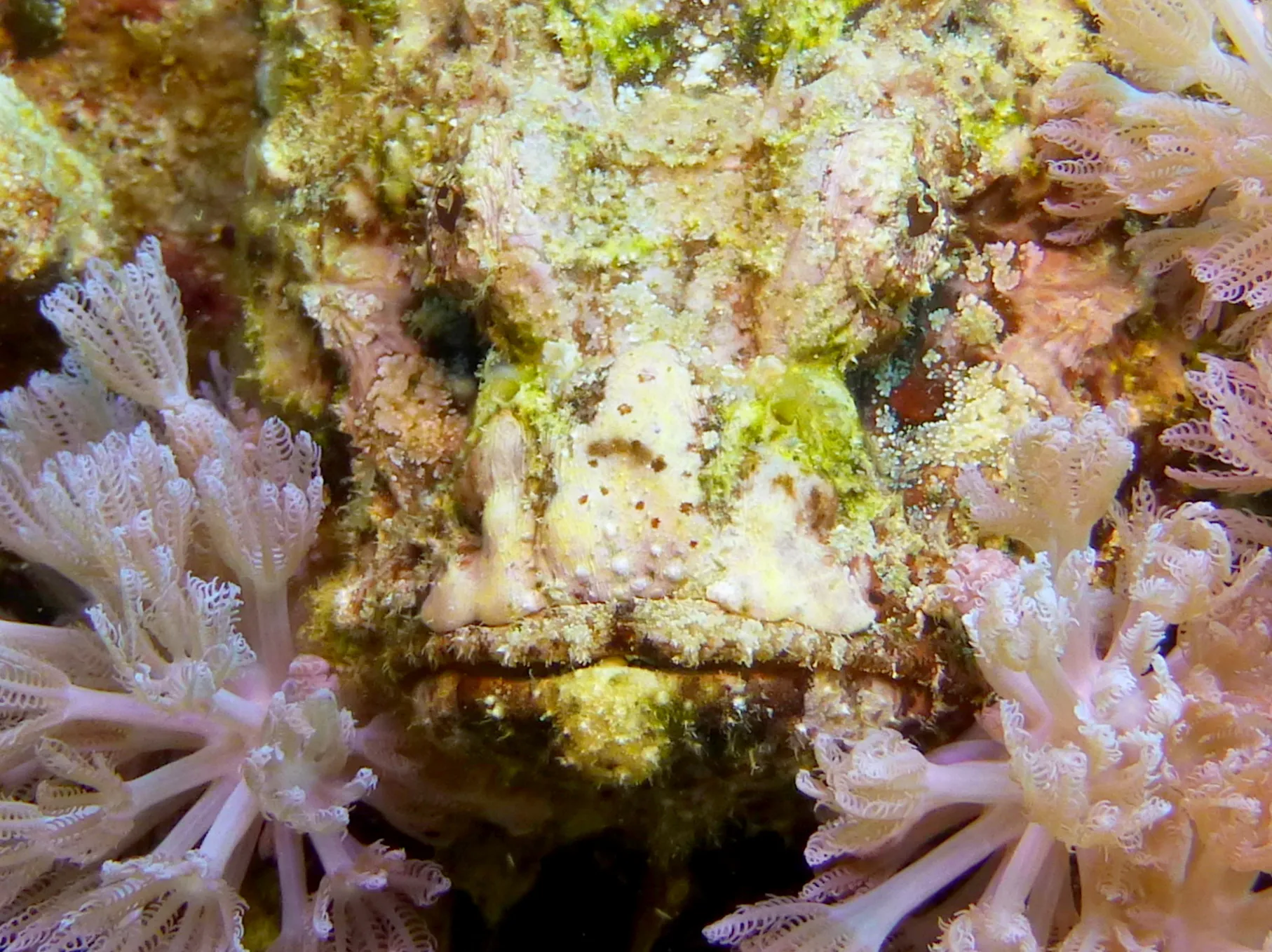 Scorpionfish, Philippines, 2014