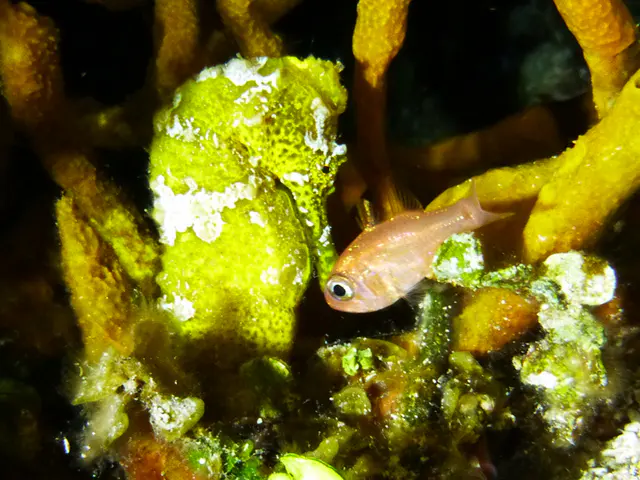Underwater photograph by Joel Bergsma