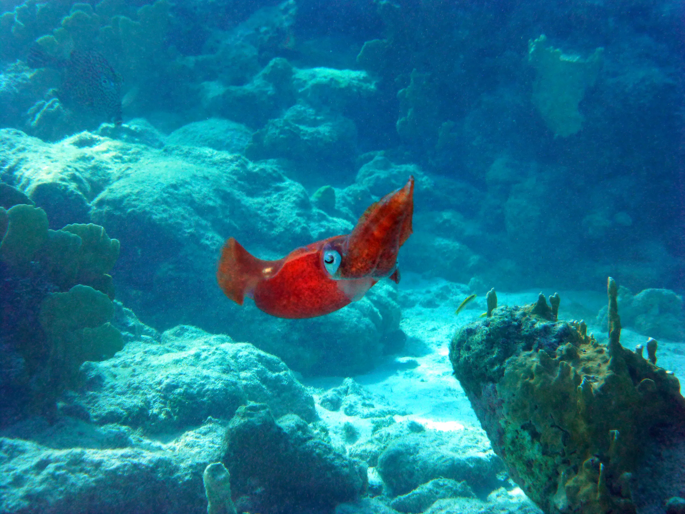 Reef Squid, Bonaire, 2013