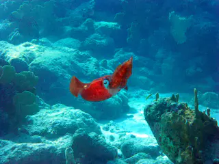 Underwater photograph by Joel Bergsma