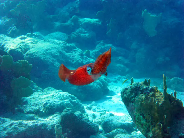 Underwater photograph by Joel Bergsma