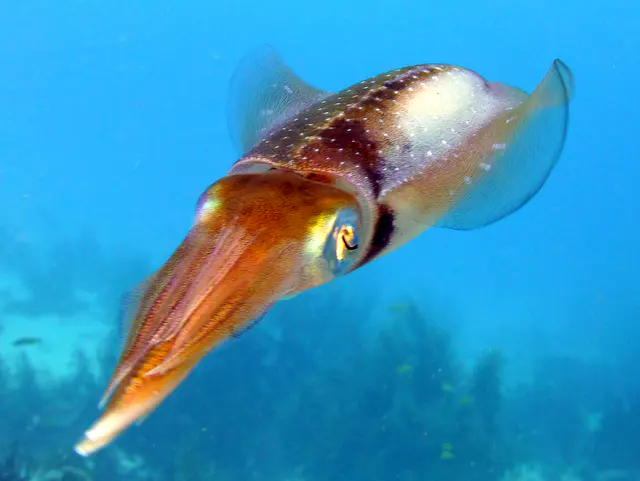 Underwater photograph by Joel Bergsma