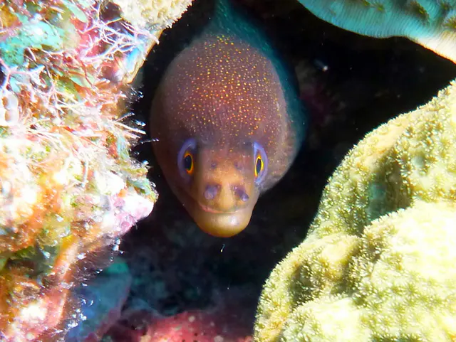 Underwater photograph by Joel Bergsma