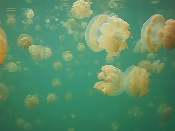 A short video of Golden Jellyfish swimming in Jellyfish Lake, Palau.