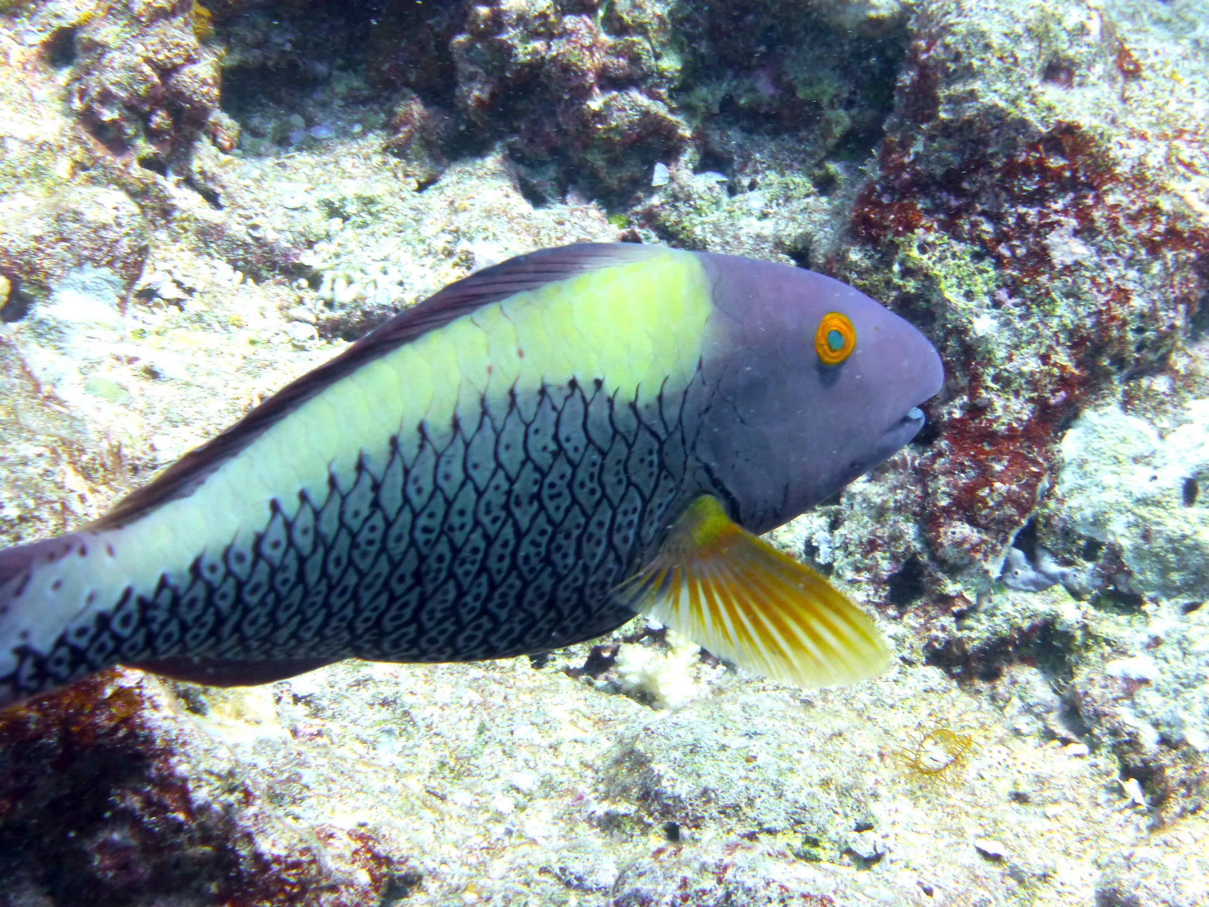 Parrotfish, Palau, 2013