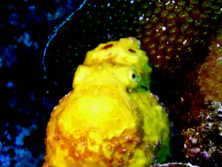 Underwater photograph by Joel Bergsma
