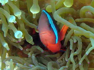 Underwater photograph by Joel Bergsma