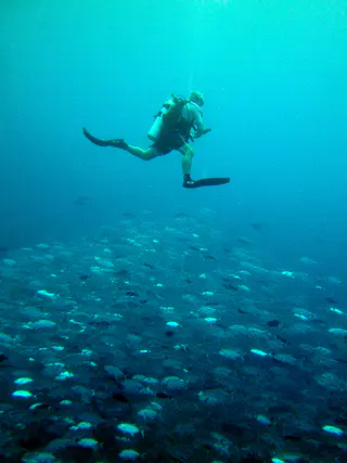 A diver on a safety stop hovers above a large and dense school of Trevally on the Blue Corner.