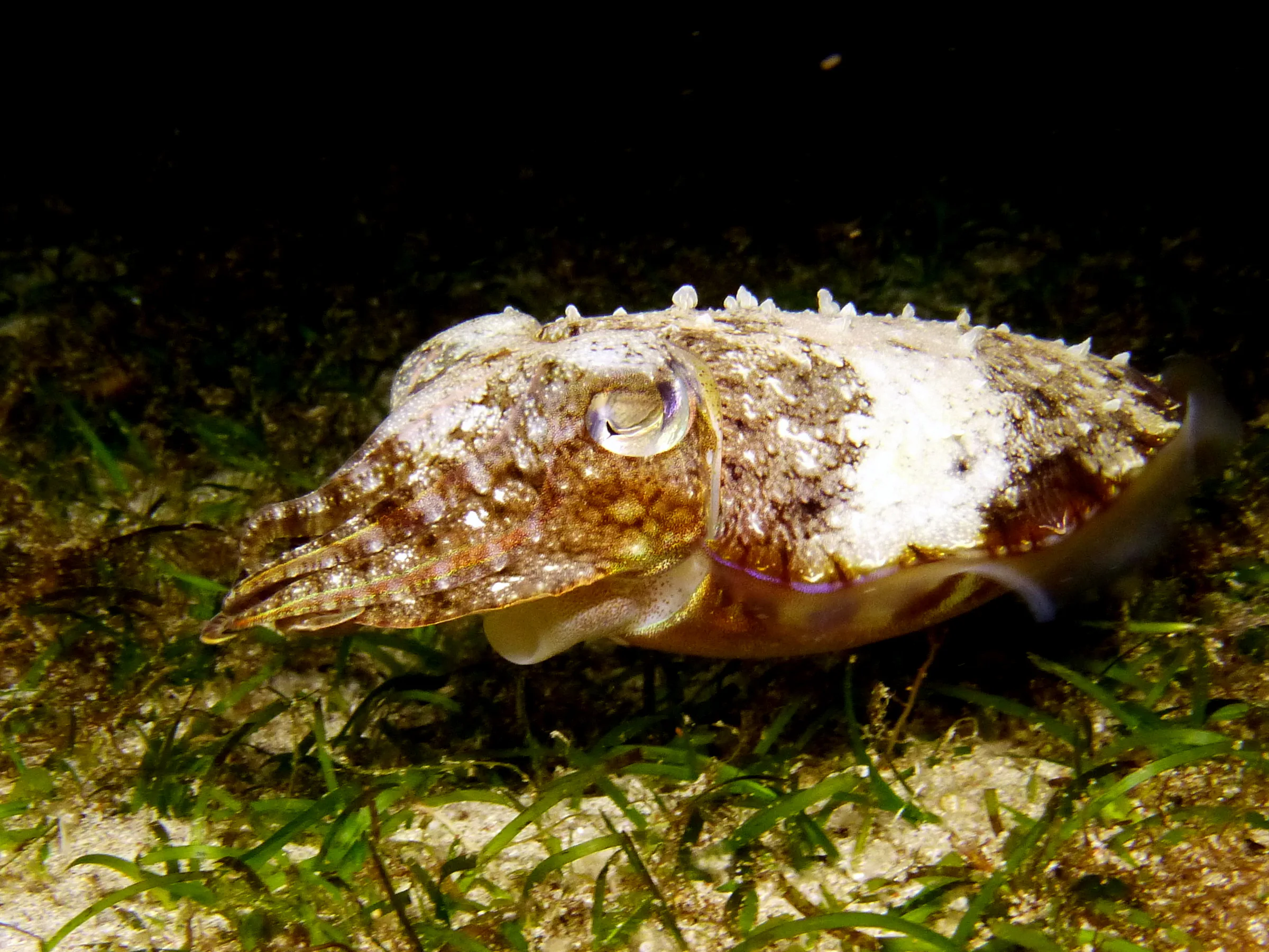 Cuttlefish, Philippines, 2014