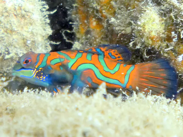 Mandarinfish. See Gerald Allen, et al, Reef Fish Identification - Tropical Pacific (2003) at page 289.