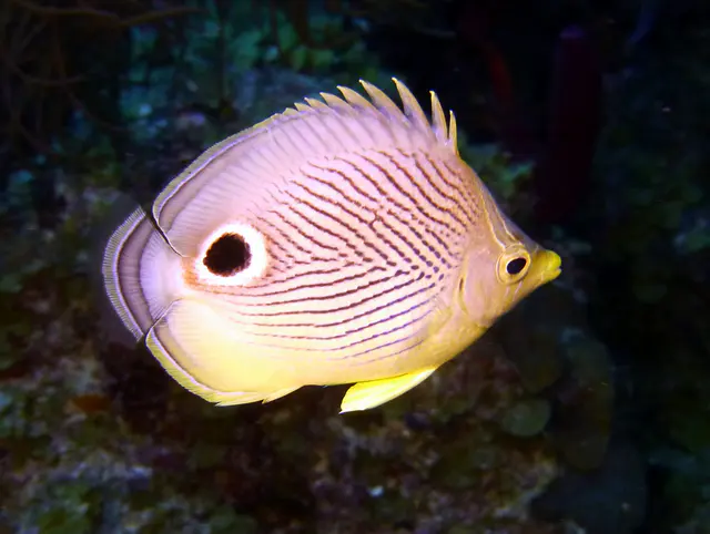Underwater photograph by Joel Bergsma
