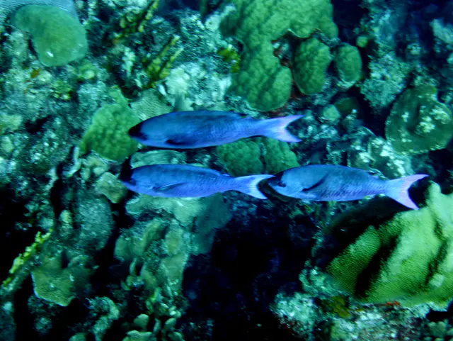 Underwater photograph by Joel Bergsma