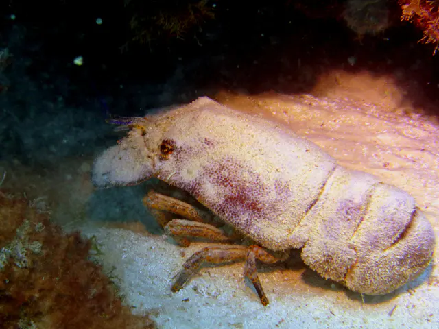 Underwater photograph by Joel Bergsma
