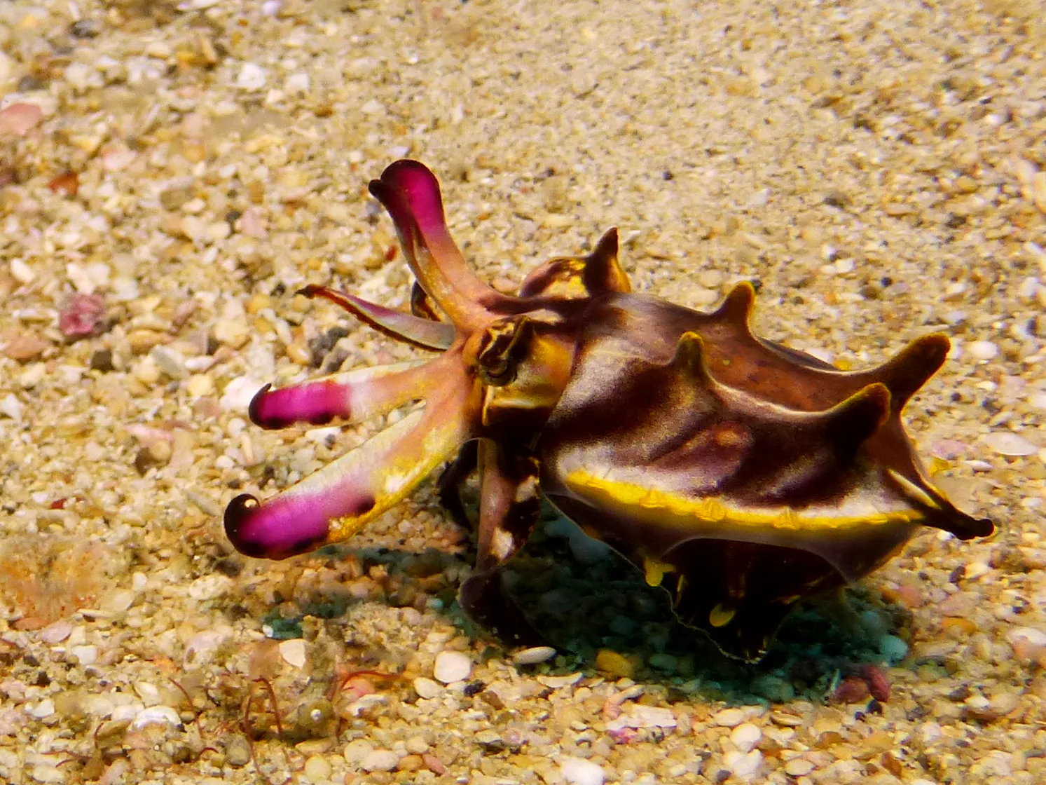 Philippines underwater photograph, 2014