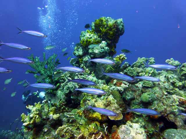 Underwater photograph by Joel Bergsma