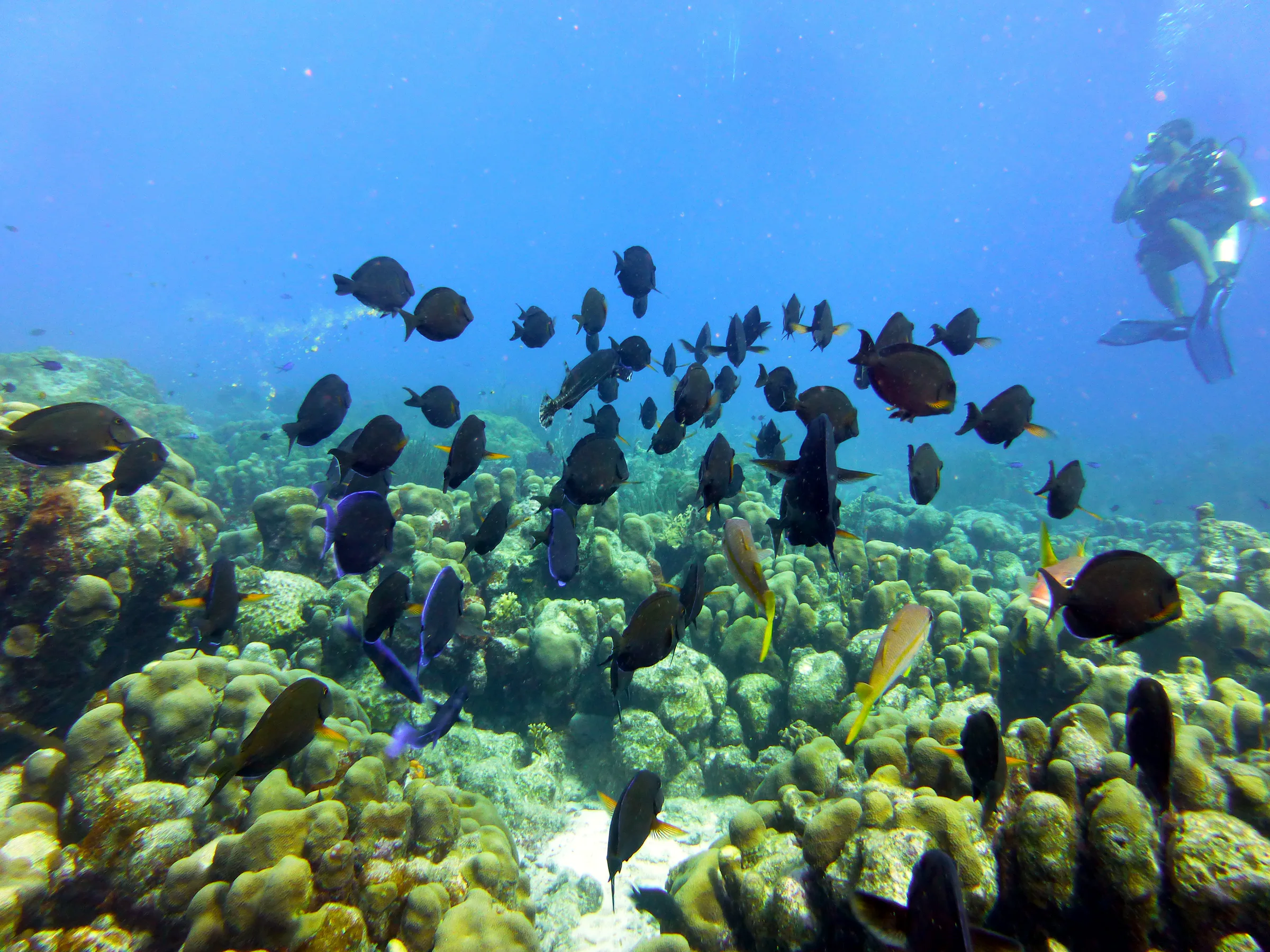 Surgeonfish, Bonaire, 2013