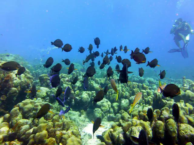 Underwater photograph by Joel Bergsma