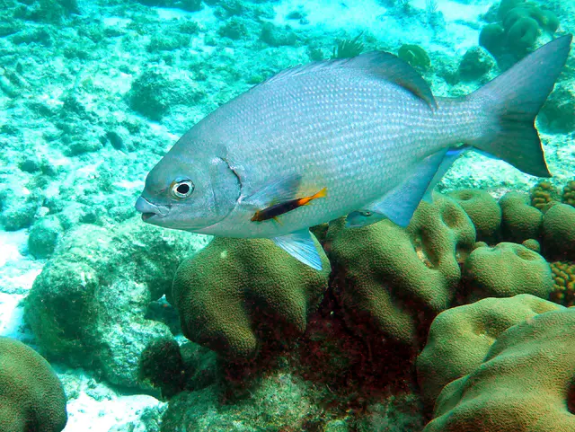 Underwater photograph by Joel Bergsma