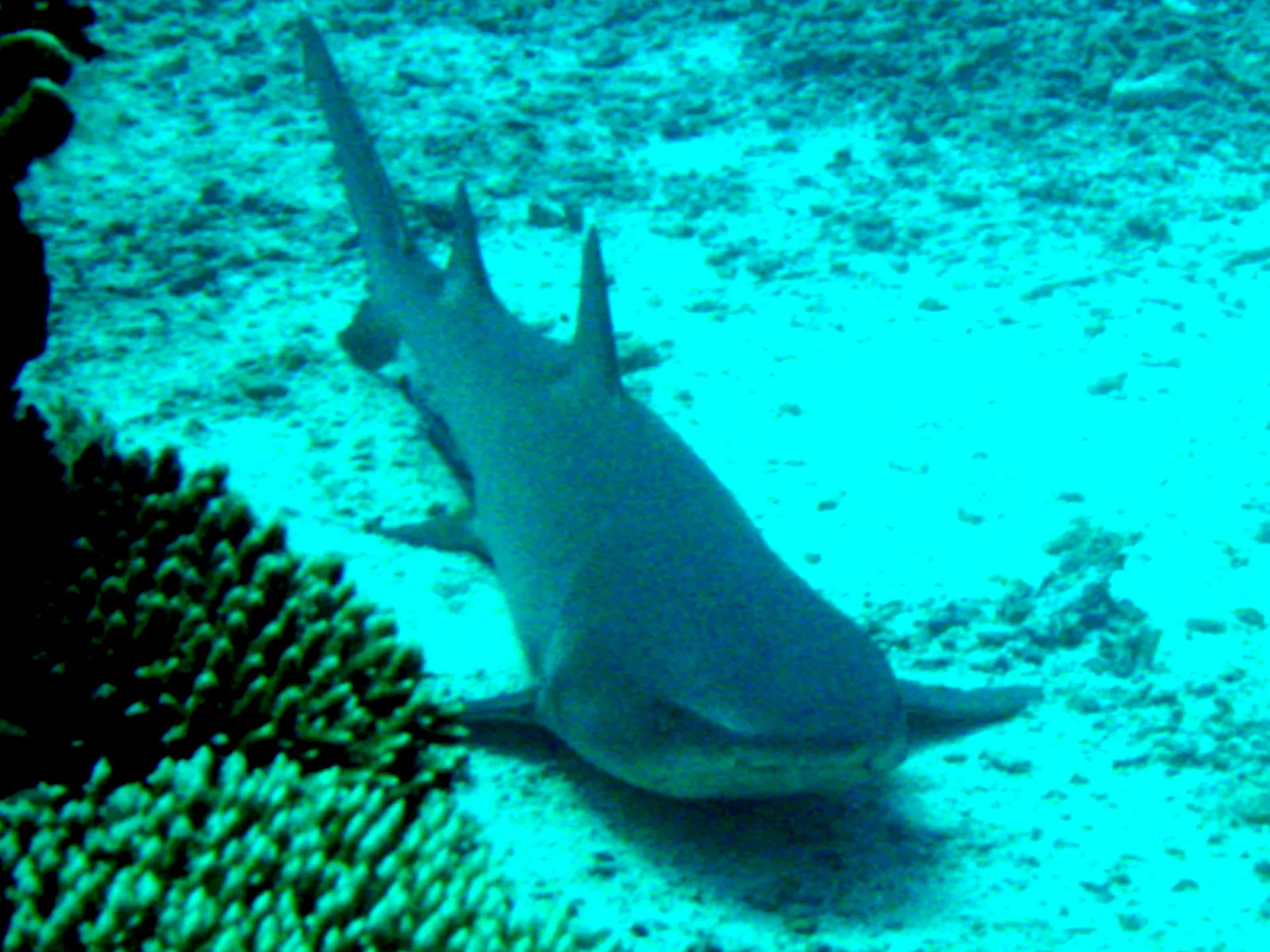 Whitetip Shark resting on the sandy bottom of the German Channel.