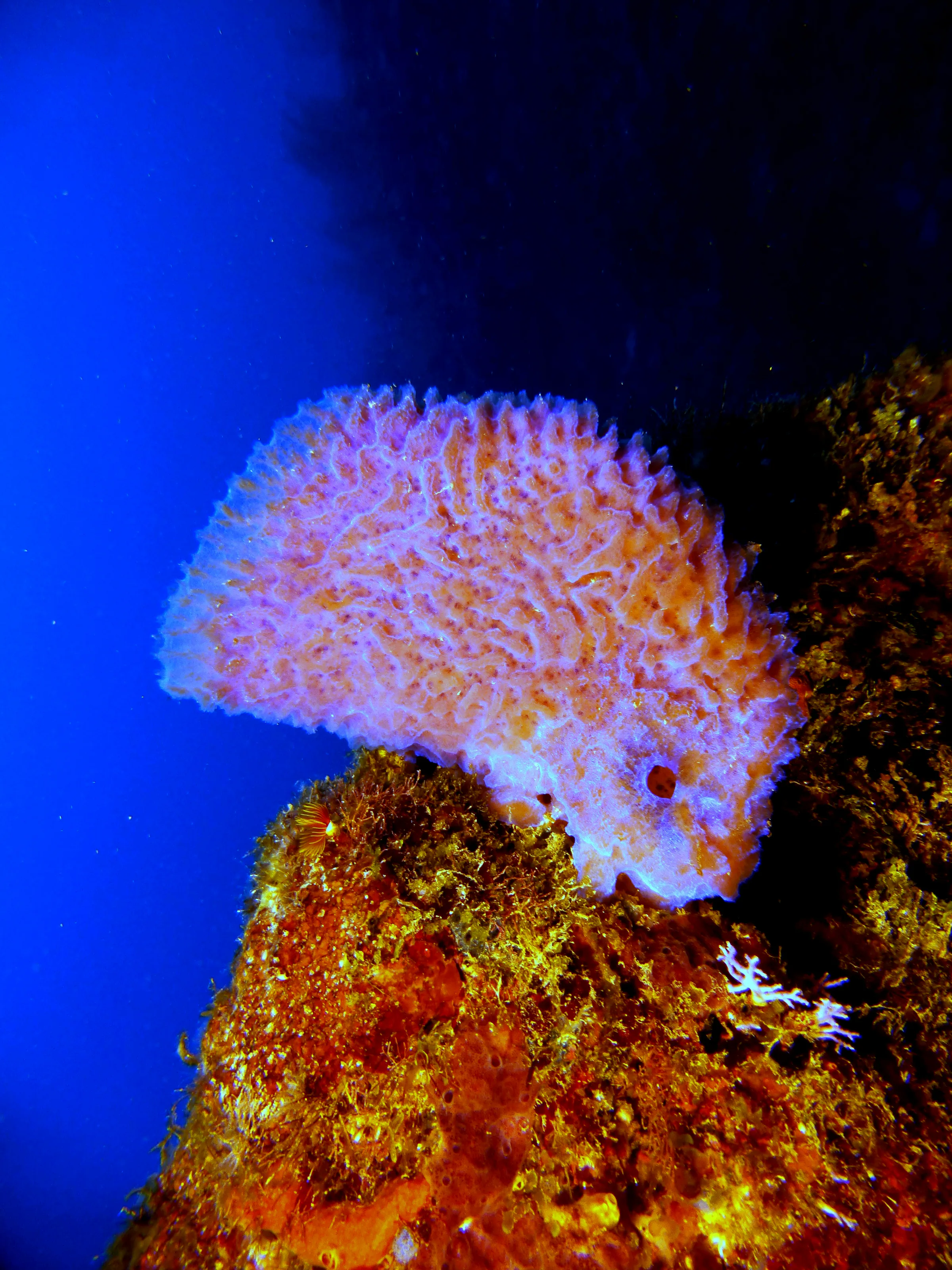 Vase Sponge, Belize, 2017