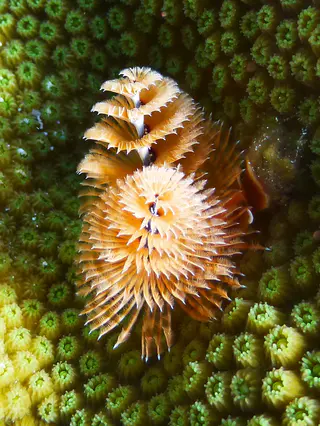 Underwater photograph by Joel Bergsma