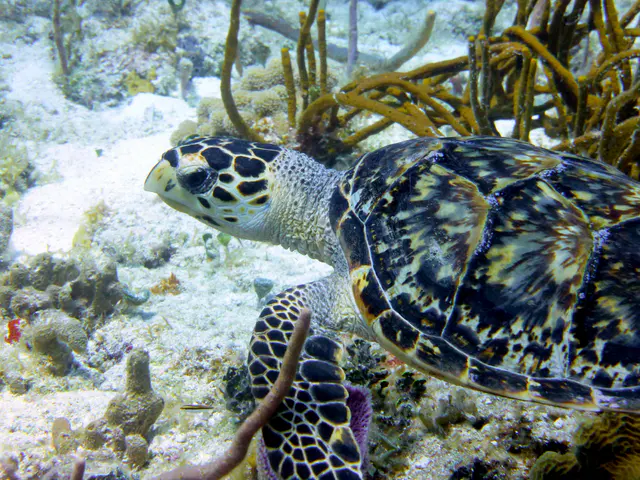 Underwater photograph by Joel Bergsma