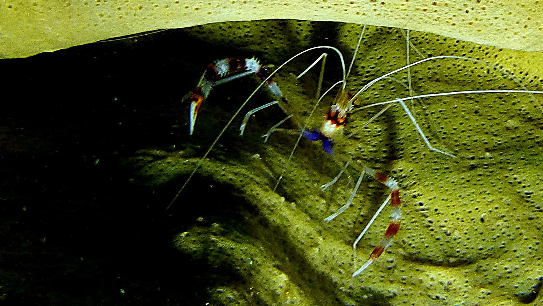 Banded Coral Shrimp, Belize, 2017