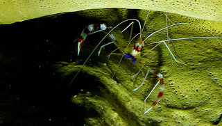 Underwater photograph by Joel Bergsma