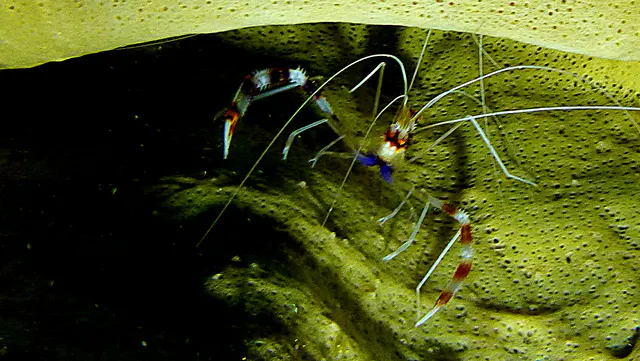 Underwater photograph by Joel Bergsma