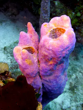 Underwater photograph by Joel Bergsma
