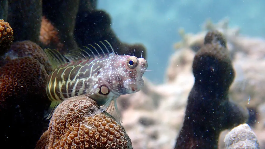 Underwater photograph by Joel Bergsma