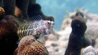Underwater photograph by Joel Bergsma