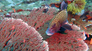 Underwater photograph by Joel Bergsma