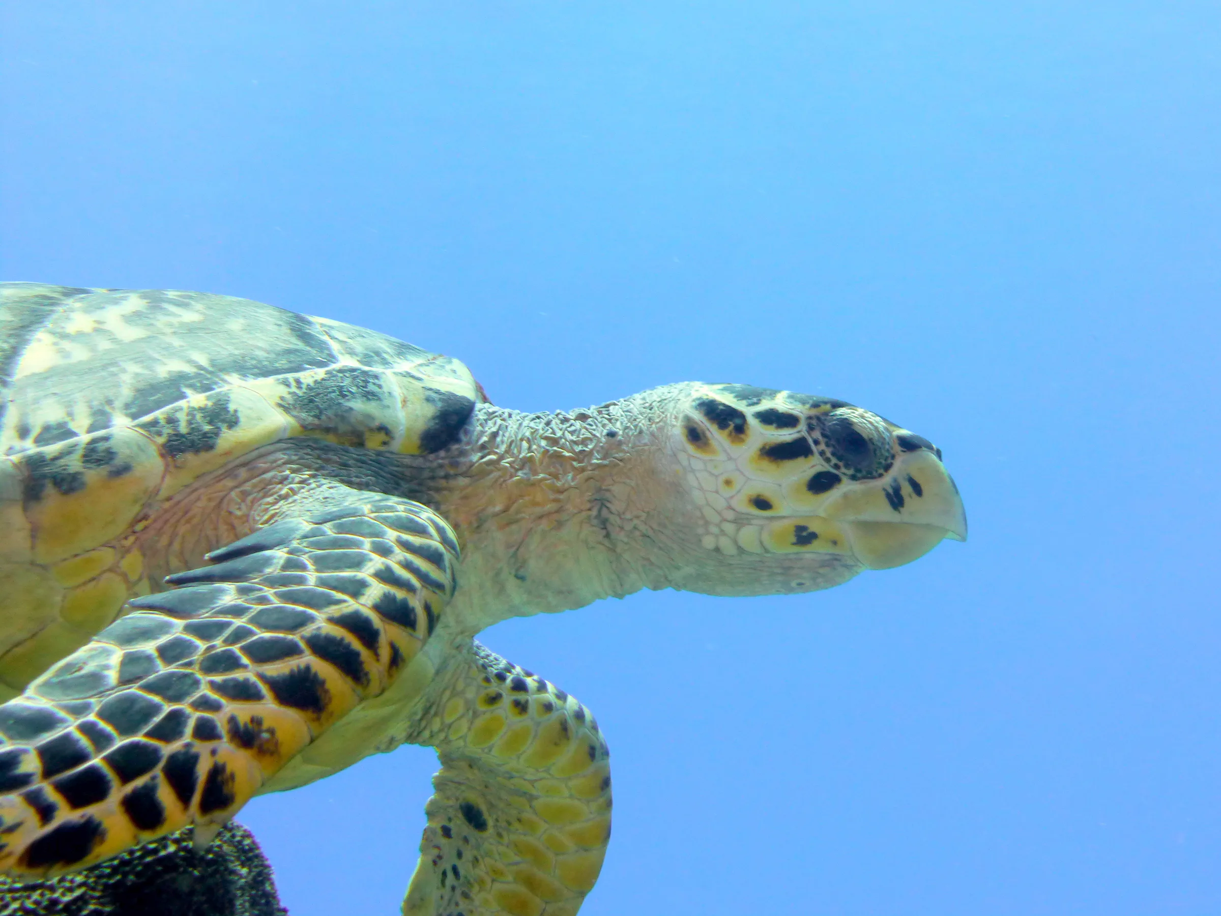 Hawksbill Turtle, Cozumel, 2014