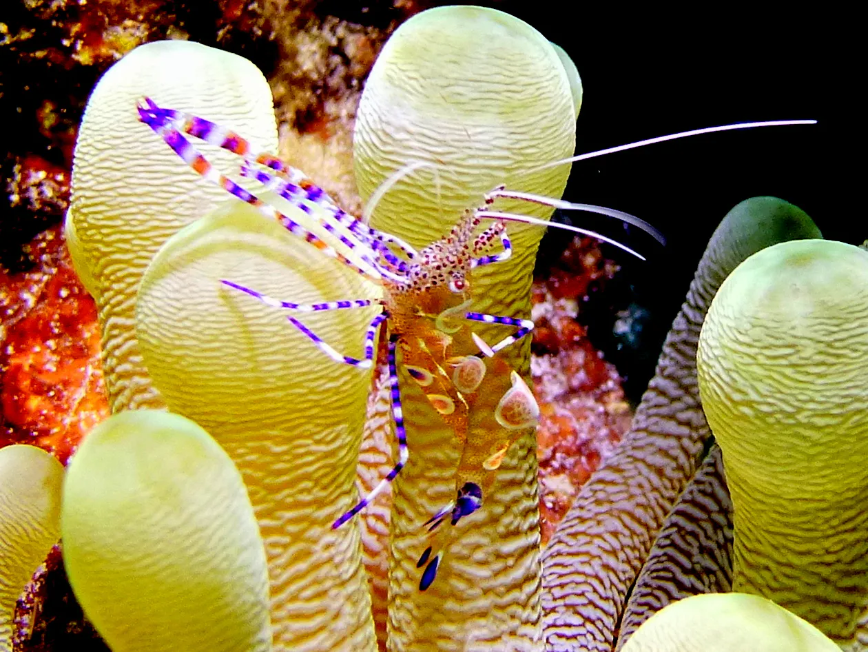 Shrimp, Bonaire, 2013