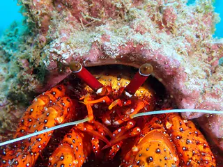 Underwater photograph by Joel Bergsma