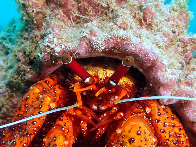 Underwater photograph by Joel Bergsma