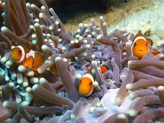 Underwater photograph by Joel Bergsma