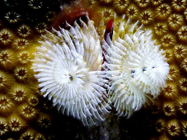 Underwater photograph by Joel Bergsma