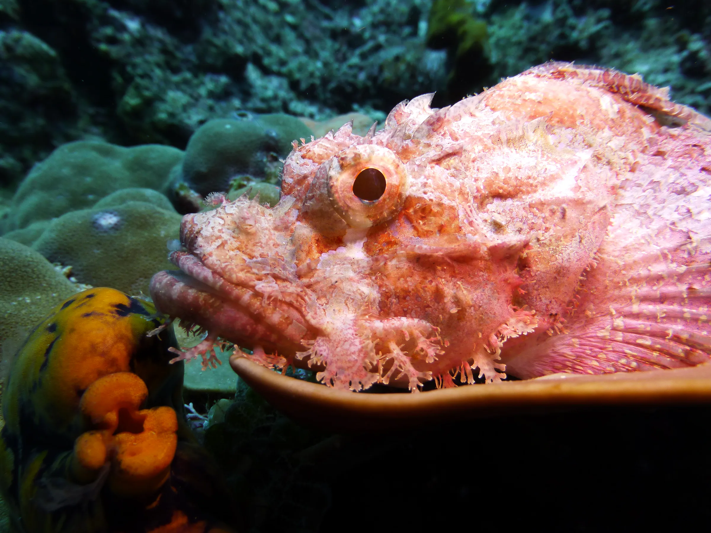 Scorpionfish, Philippines, 2014