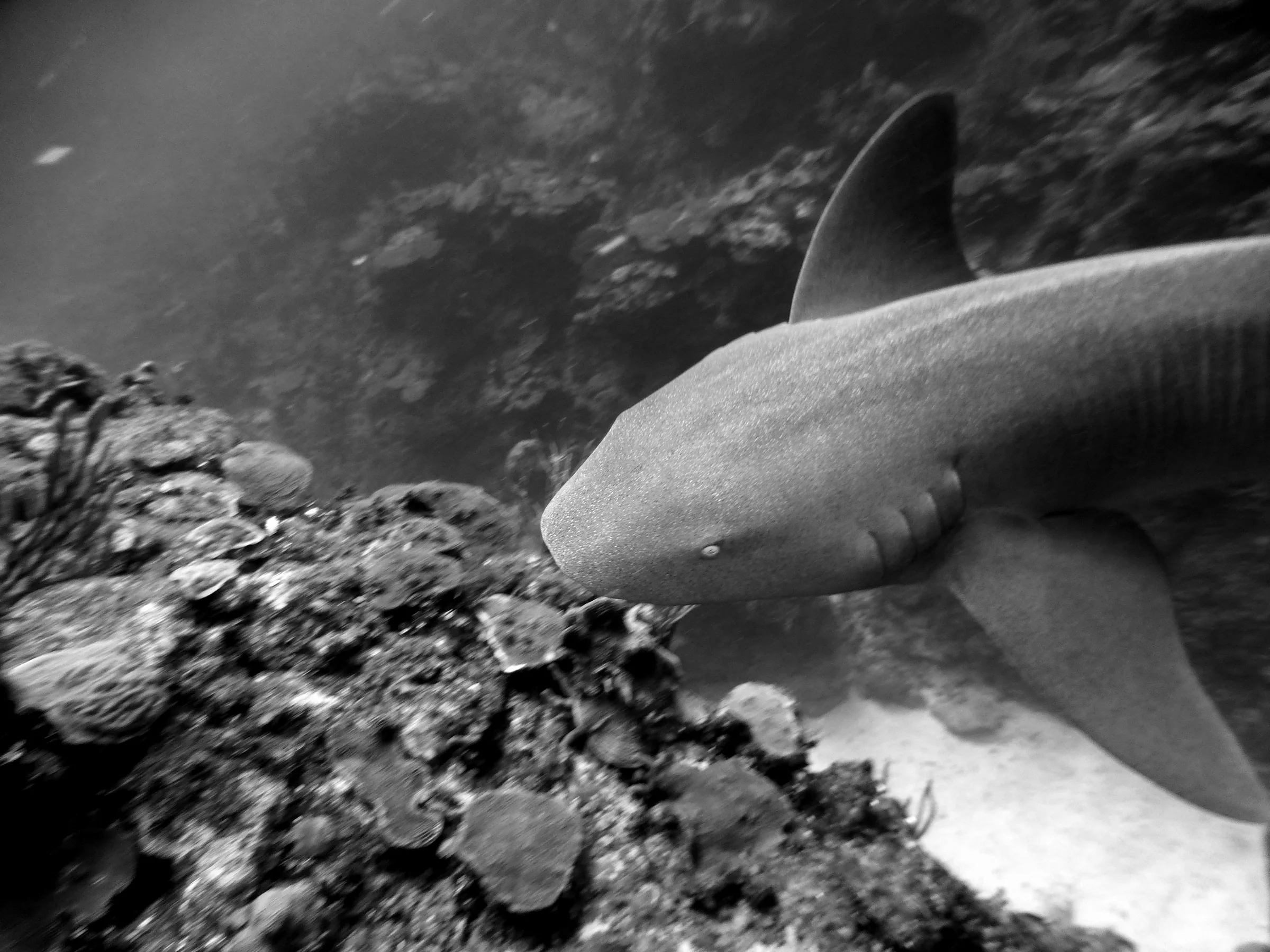 Nurse Shark, Belize, 2017