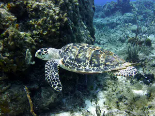 Underwater photograph by Joel Bergsma