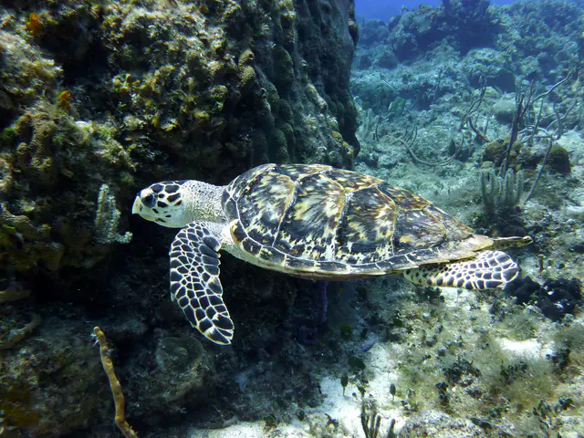 Underwater photograph by Joel Bergsma