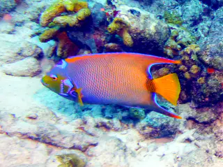 Underwater photograph by Joel Bergsma