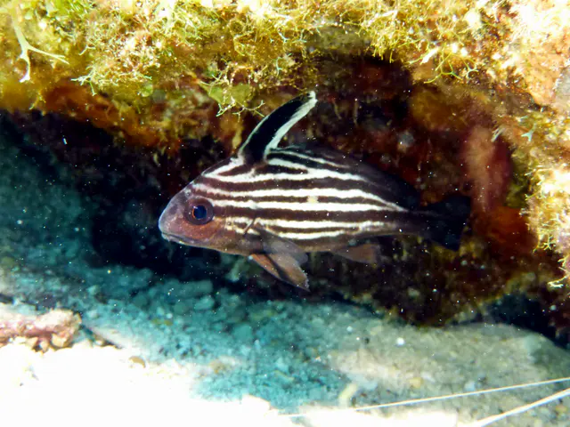 Underwater photograph by Joel Bergsma