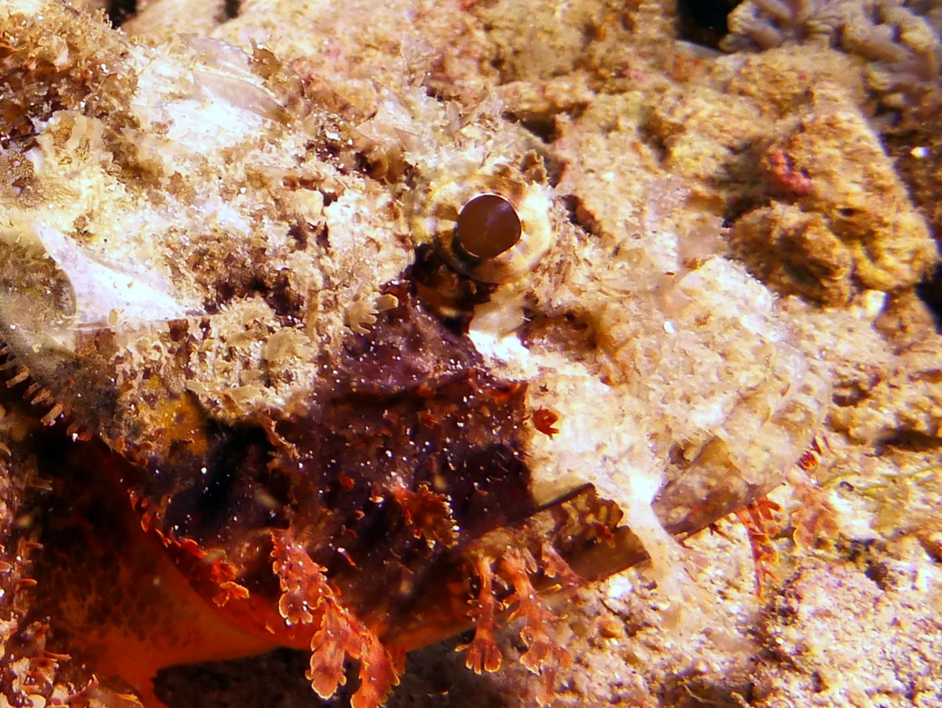Scorpionfish, Philippines, 2014