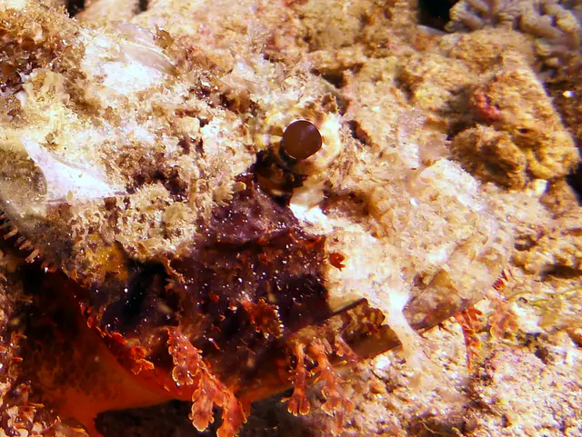 Underwater photograph by Joel Bergsma
