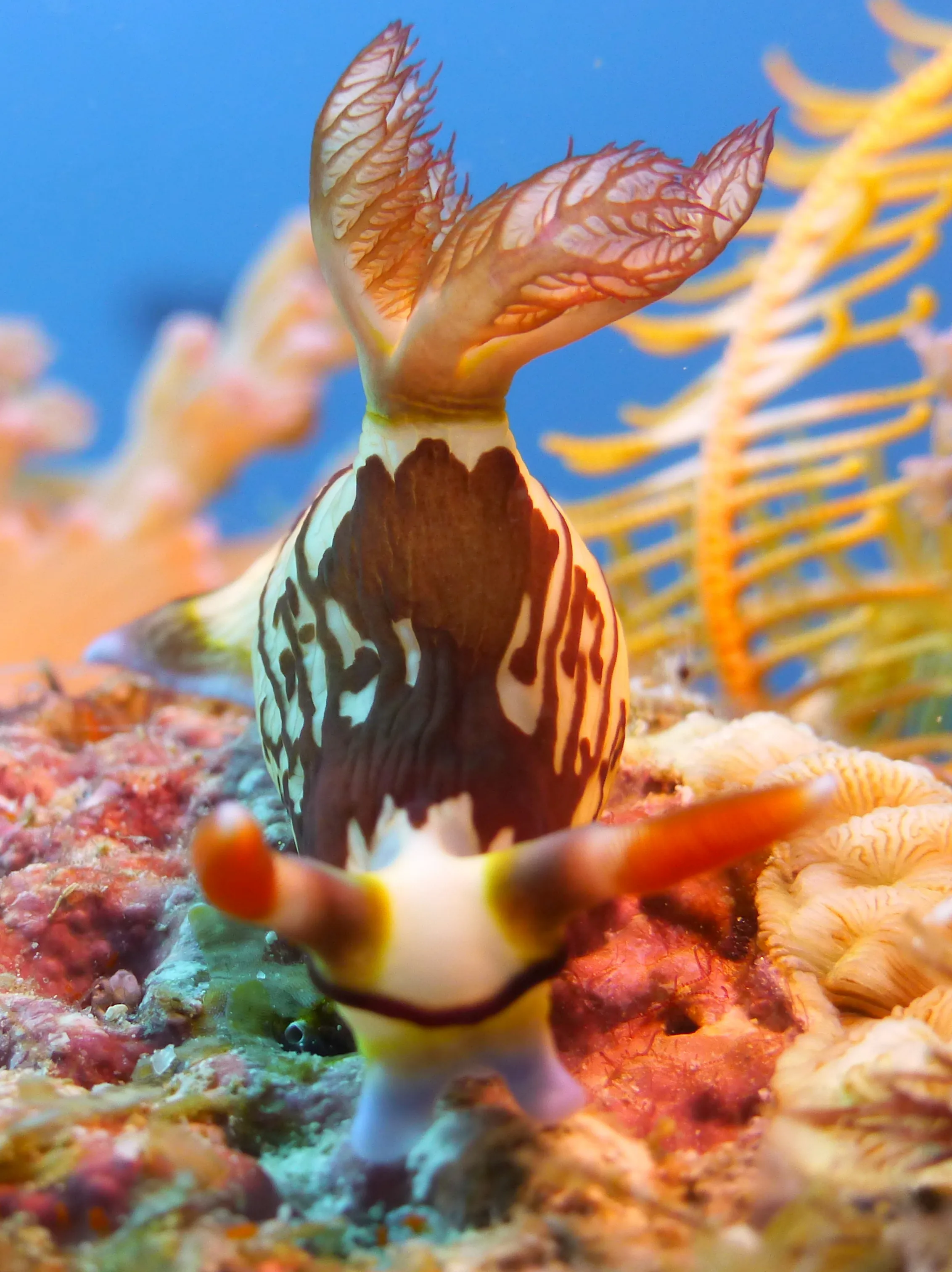 Nudibranch, Philippines, 2014